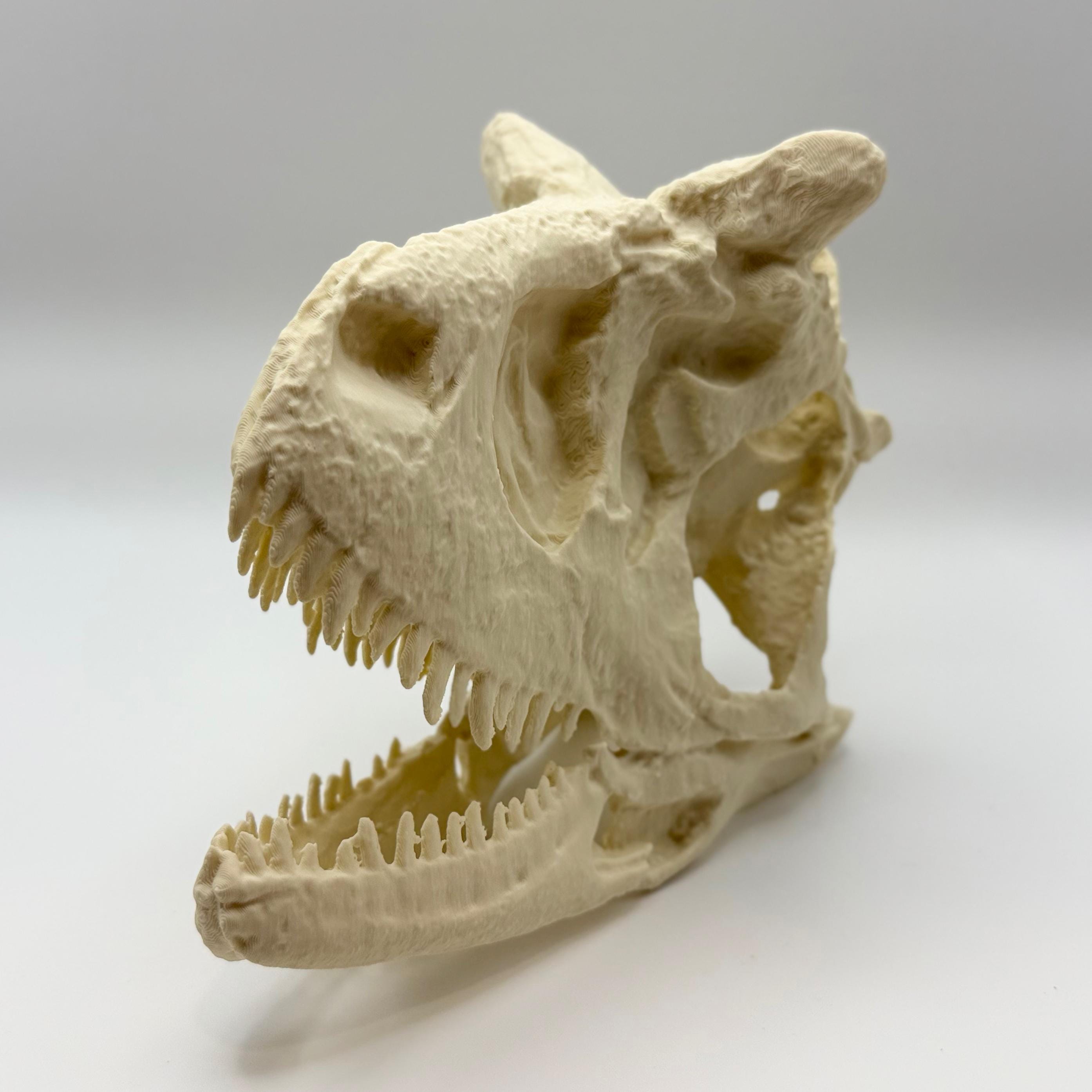 Carnotaurus Skull Replica