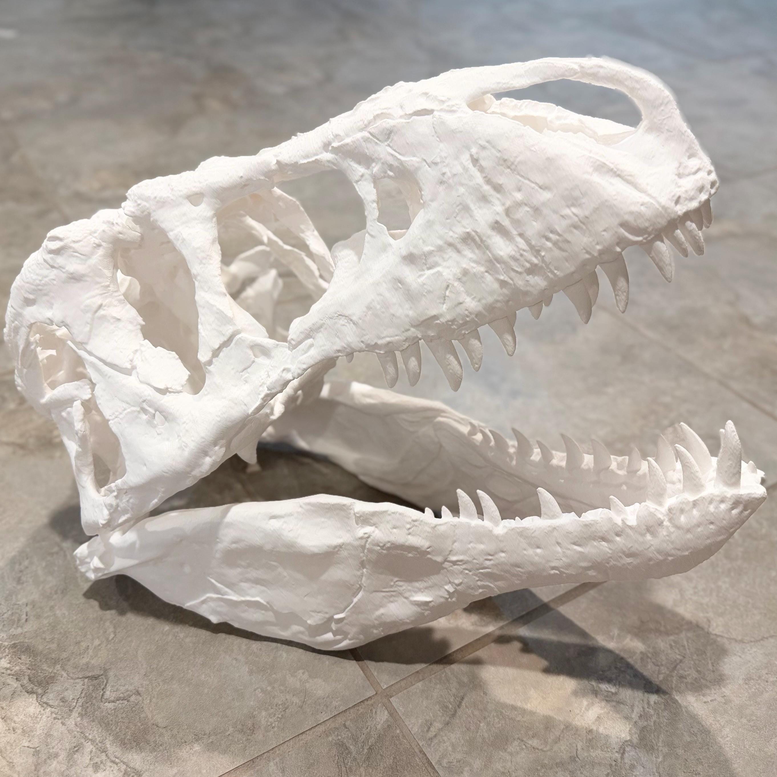 Big 1:3 T-Rex Skull Replica
