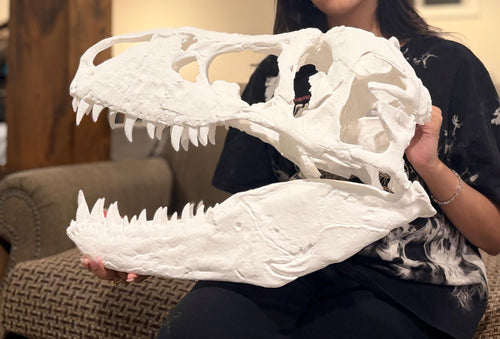Big 1:3 T-Rex Skull Replica