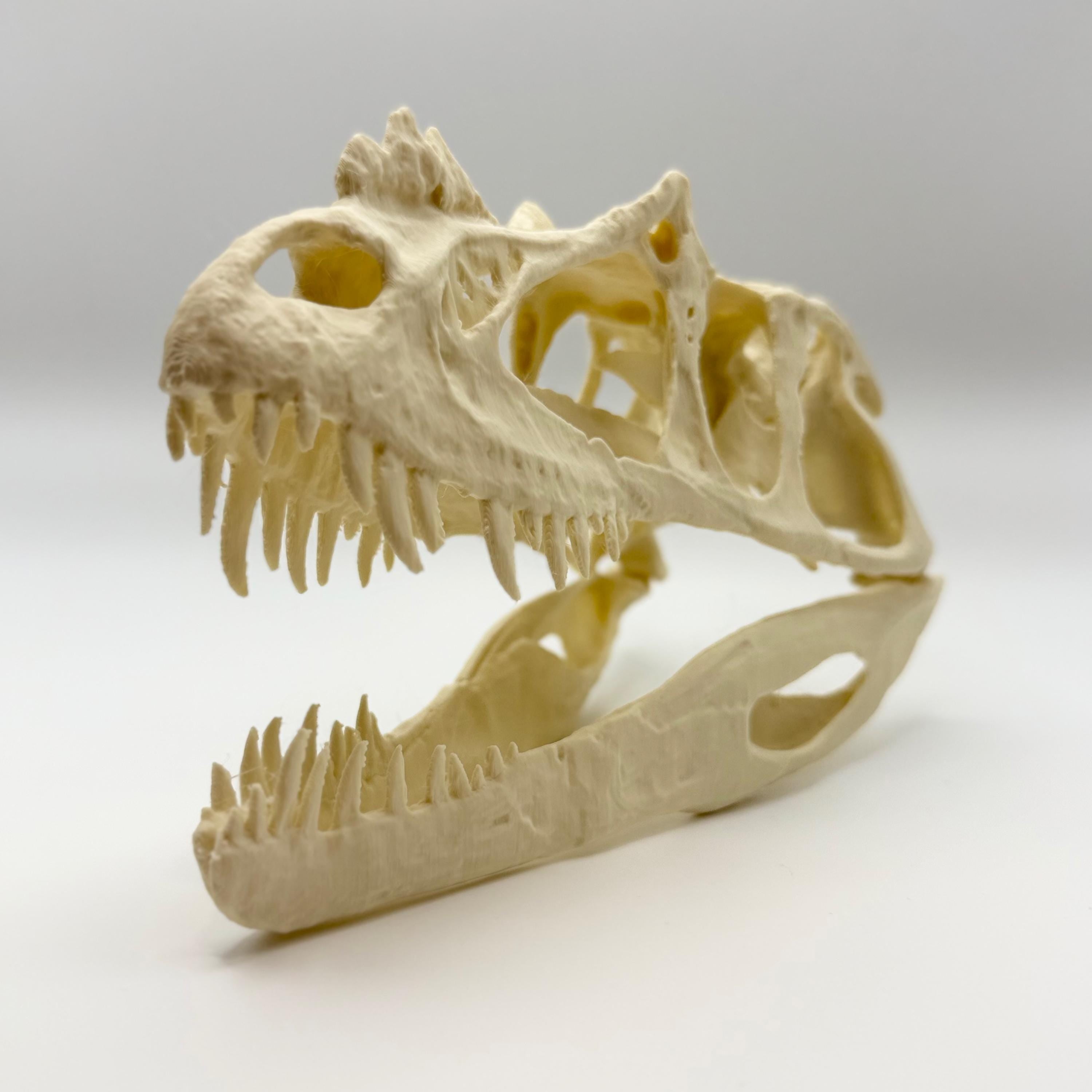Ceratosaurus Skull Replica