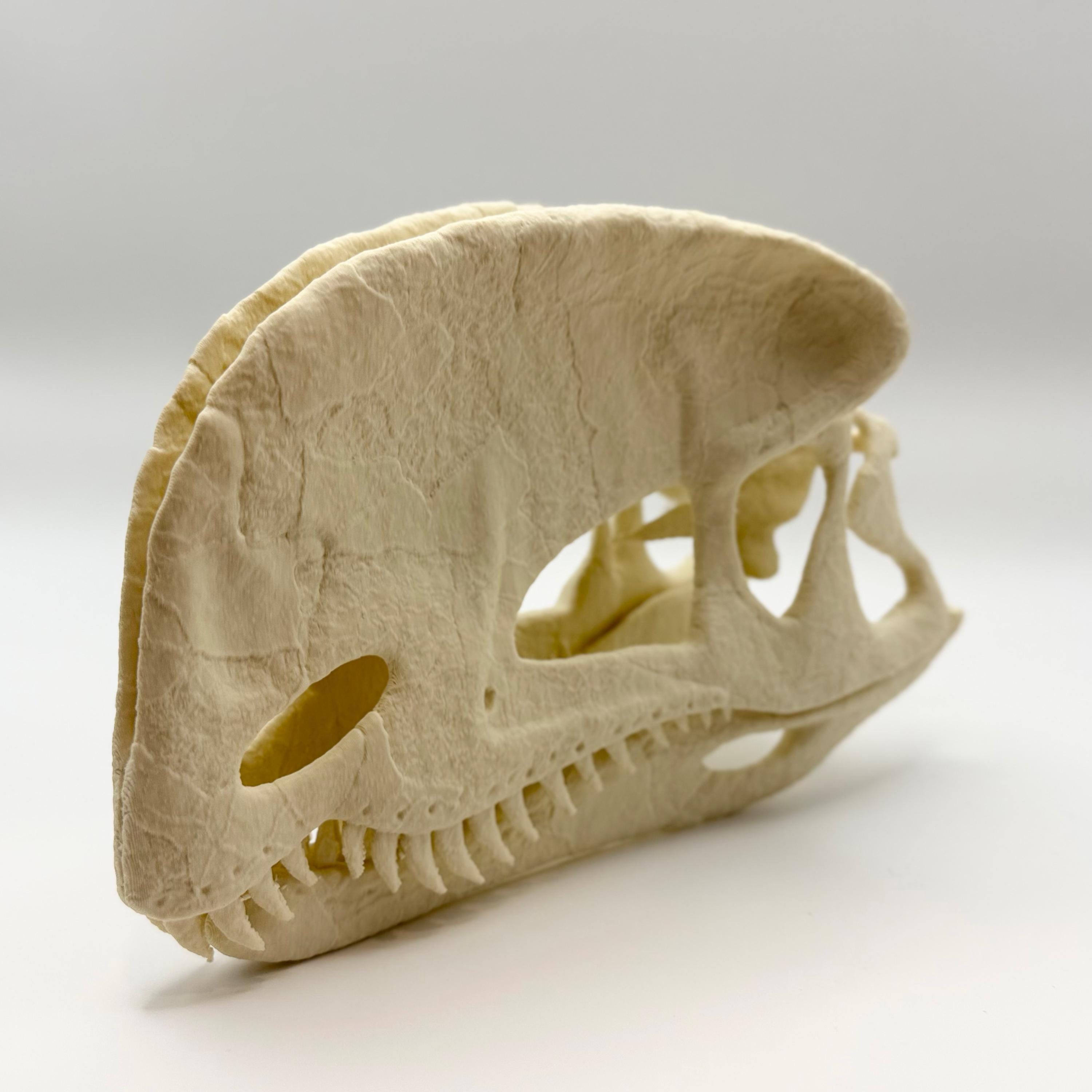 Dilophosaurus Skull Replica