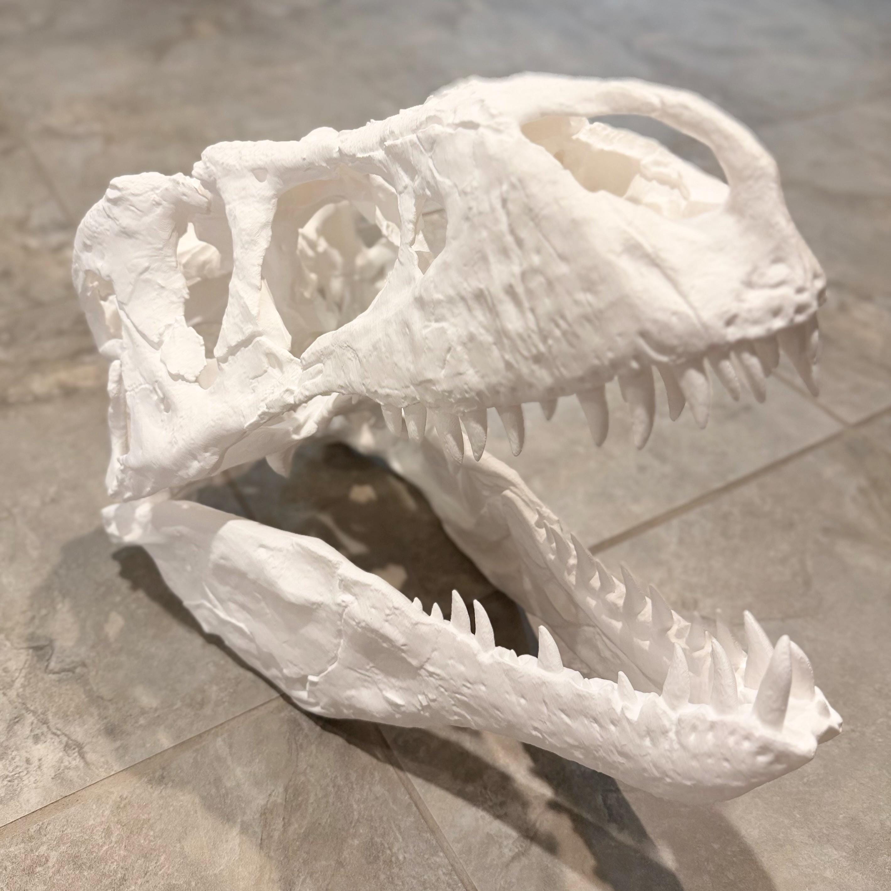 Big 1:3 T-Rex Skull Replica