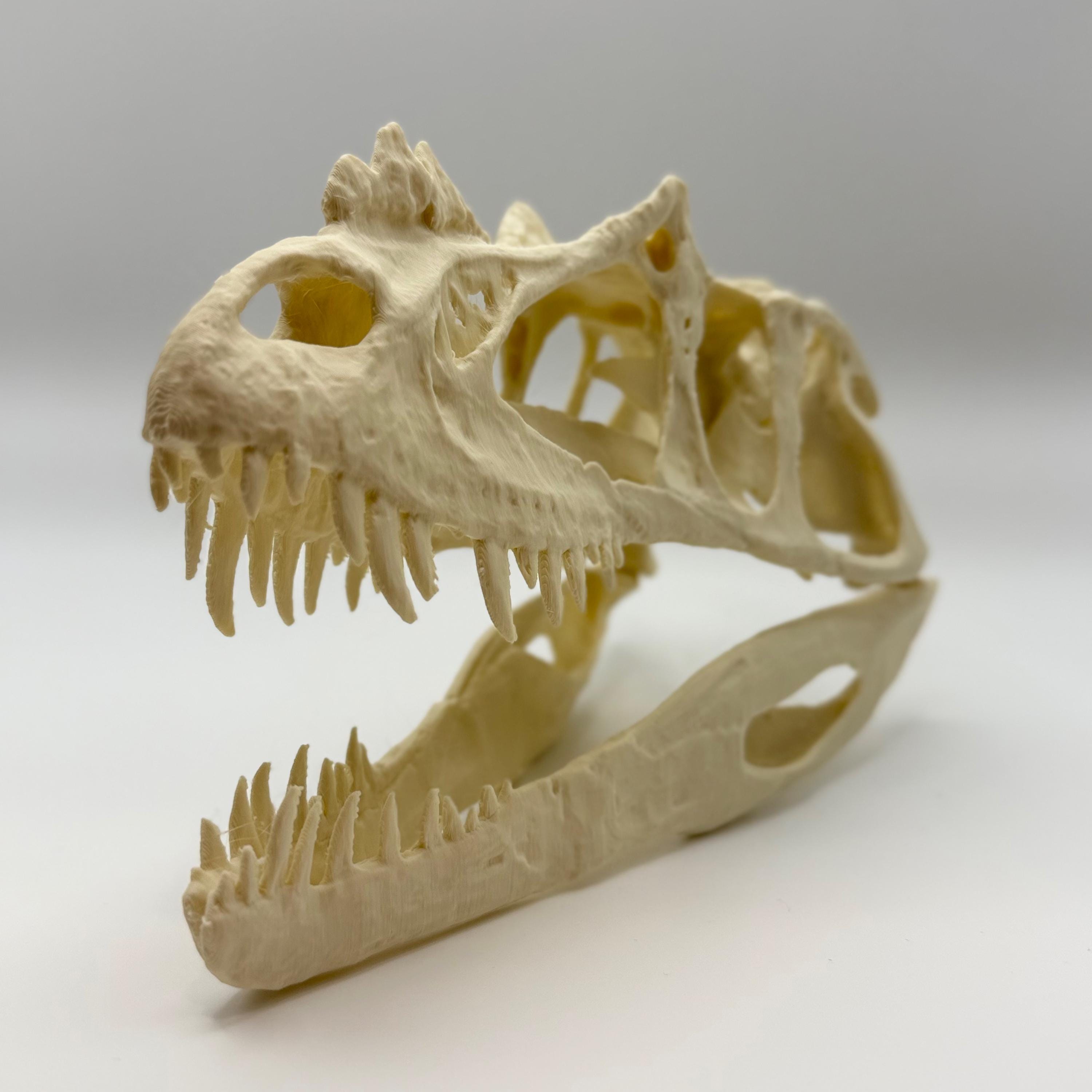 Ceratosaurus Skull Replica