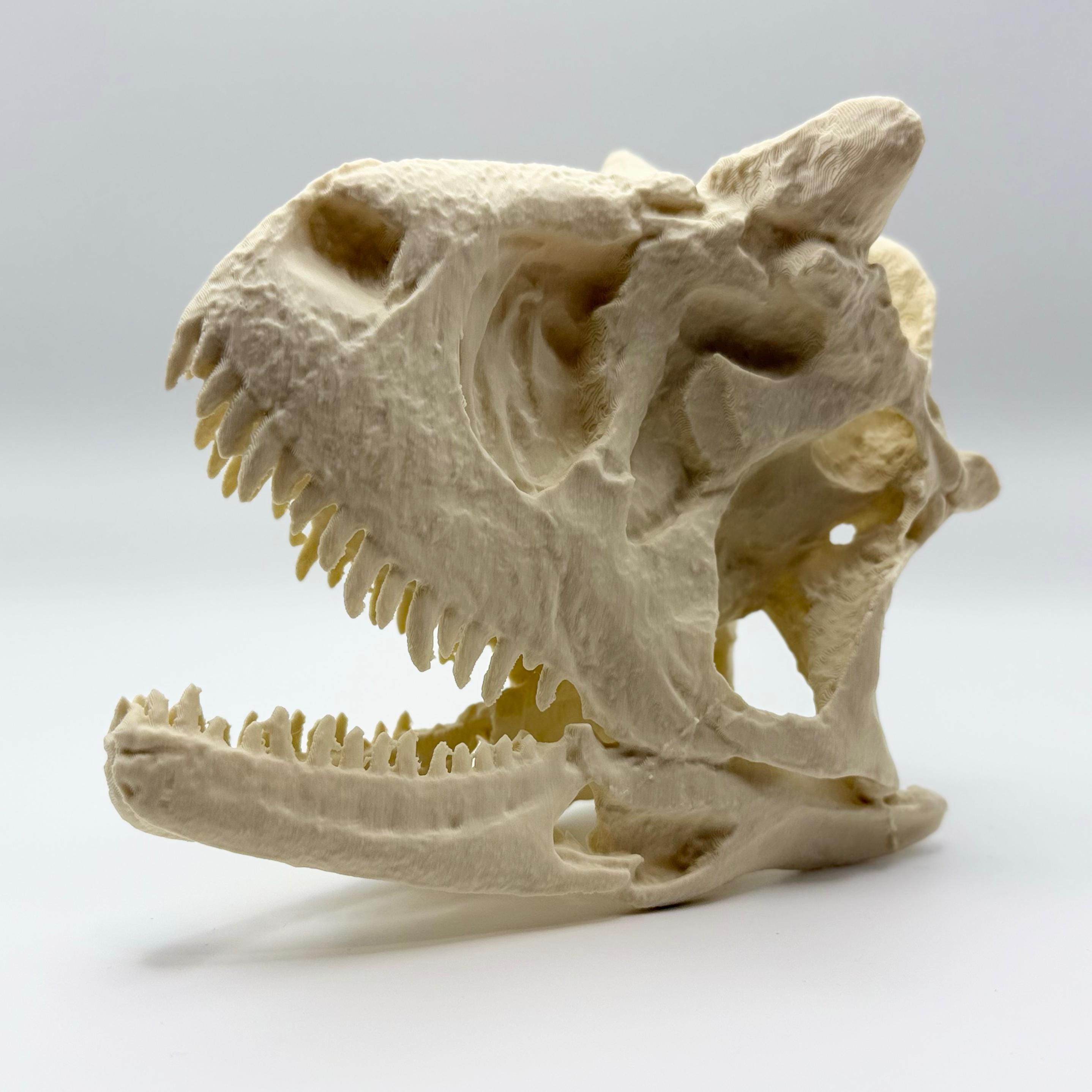Carnotaurus Skull Replica