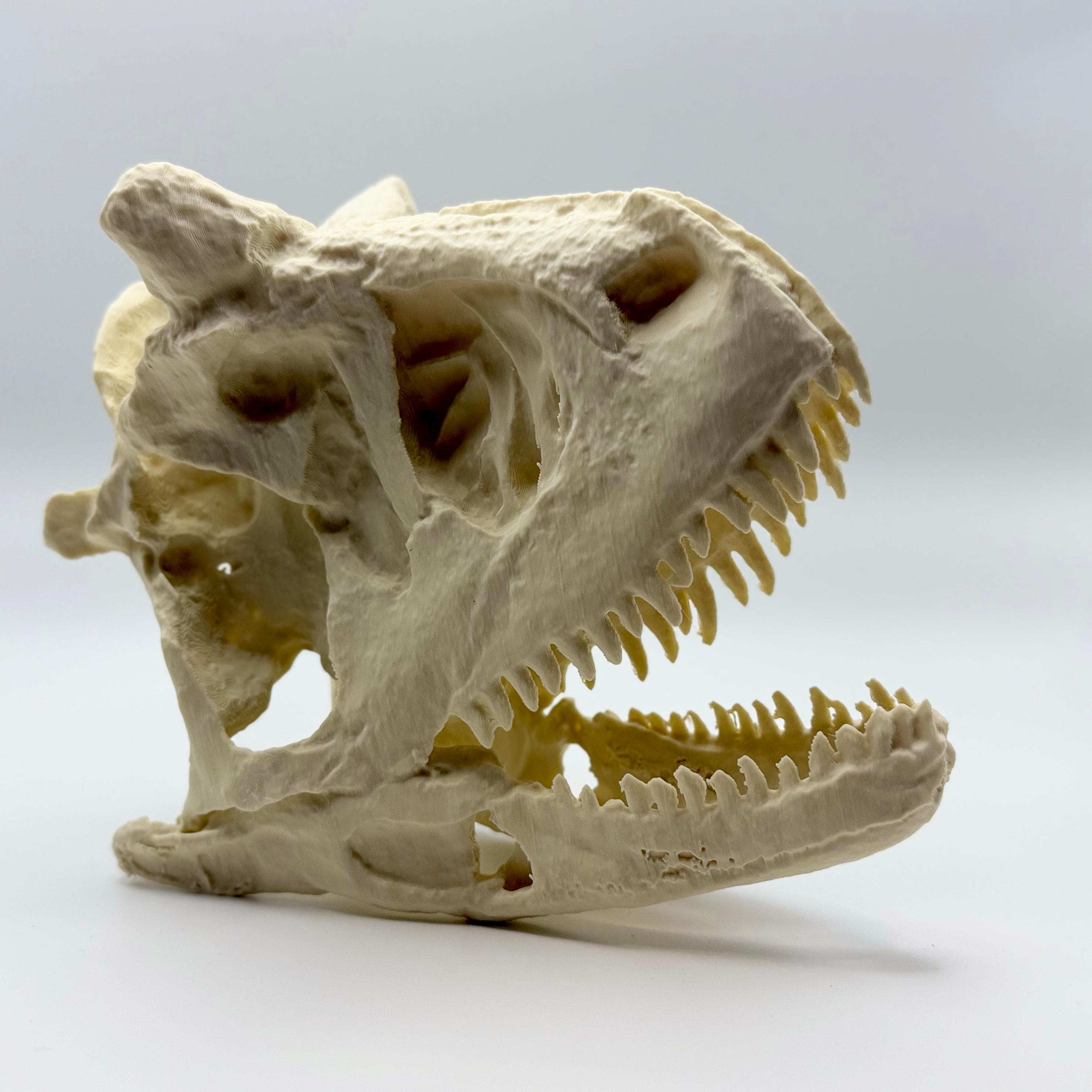Carnotaurus Skull Replica