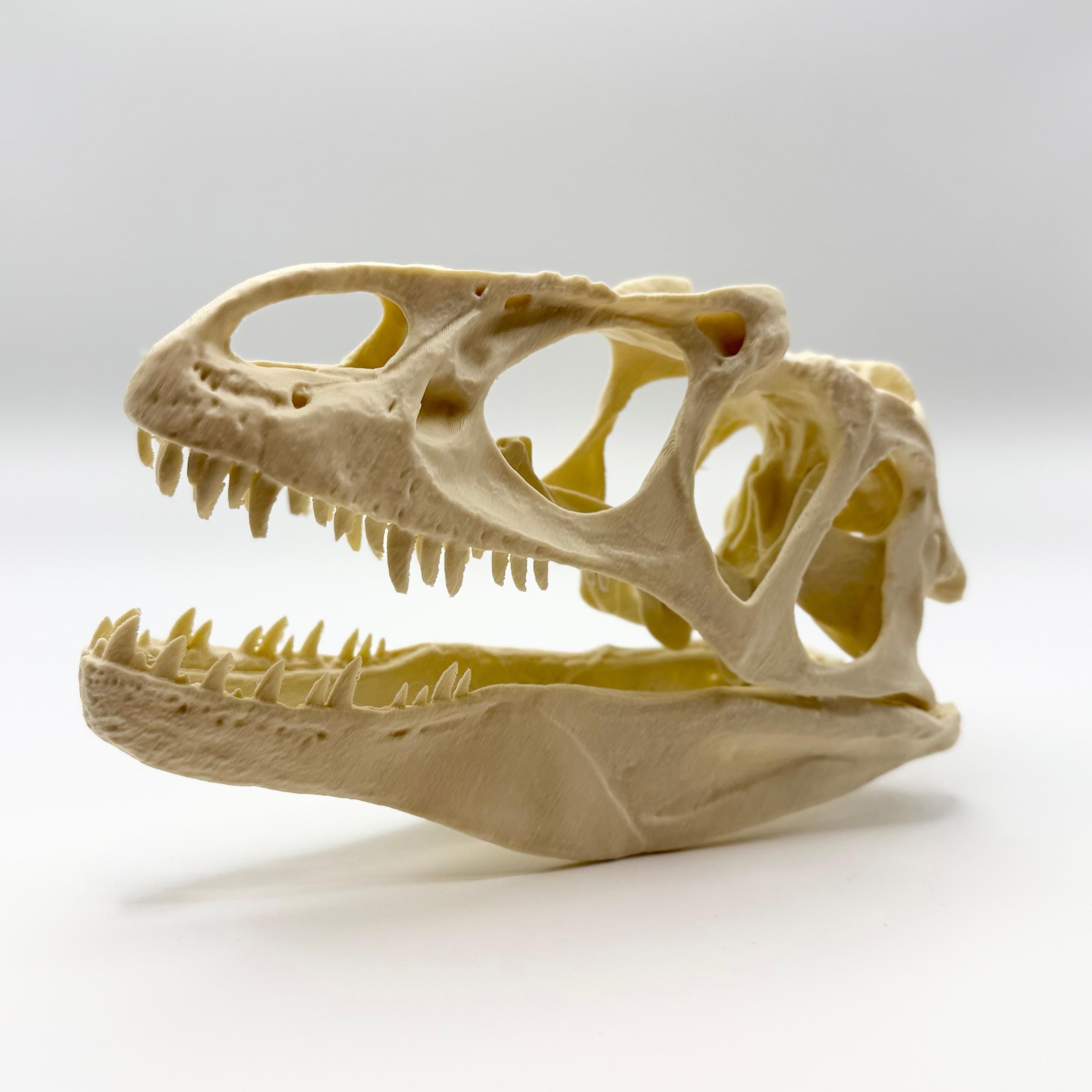 Allosaurus Skull Replica