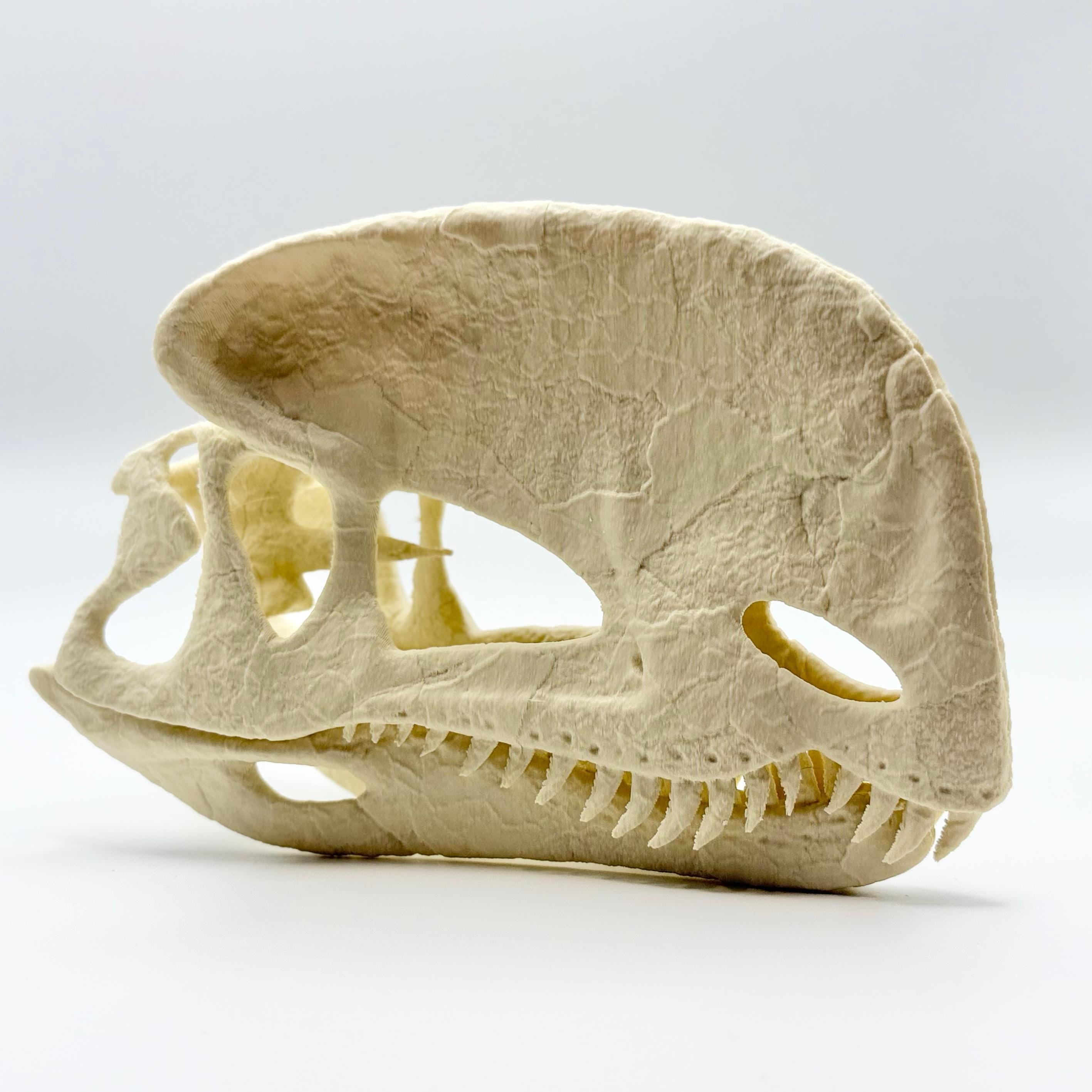 Dilophosaurus Skull Replica