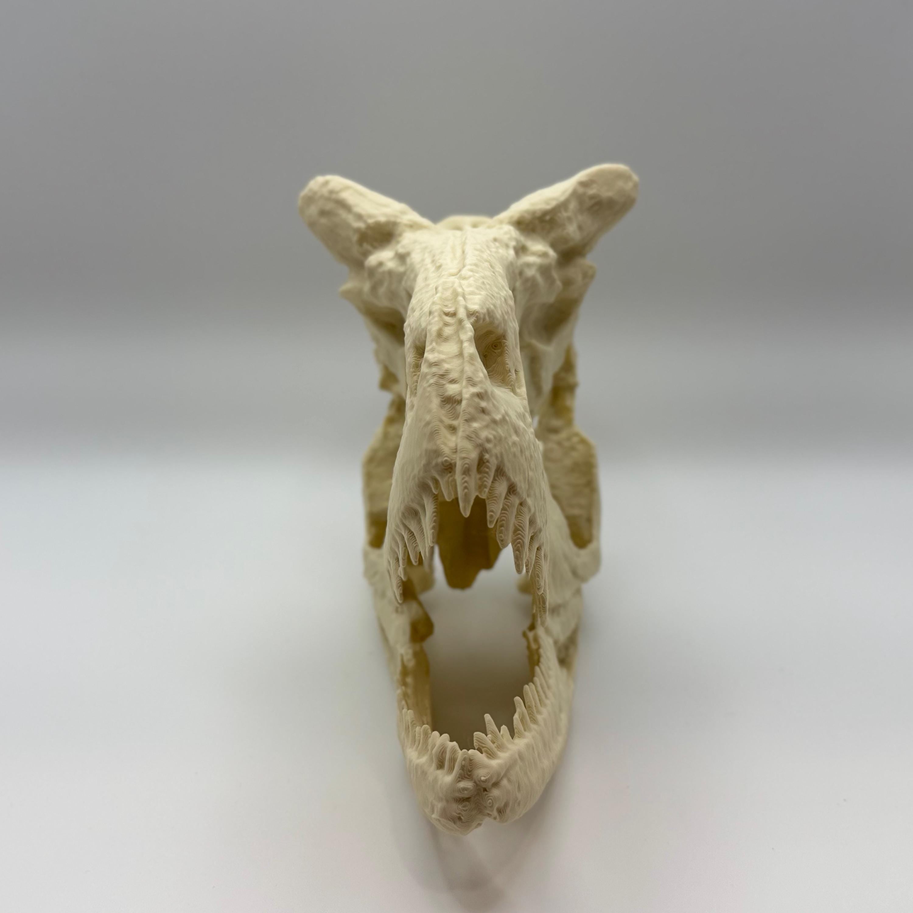 Carnotaurus Skull Replica
