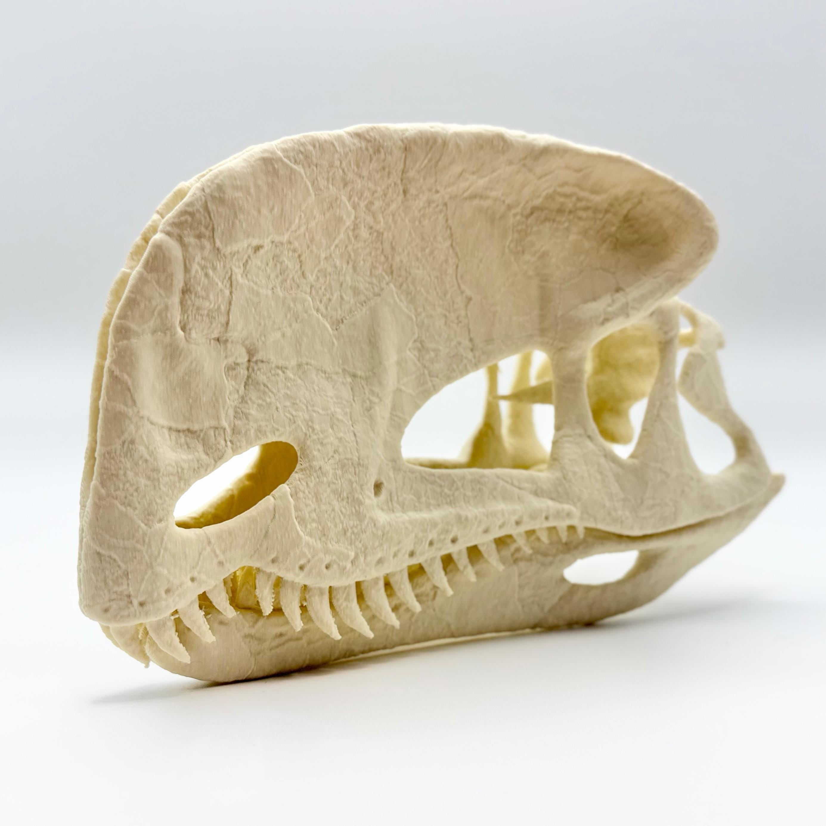 Dilophosaurus Skull Replica