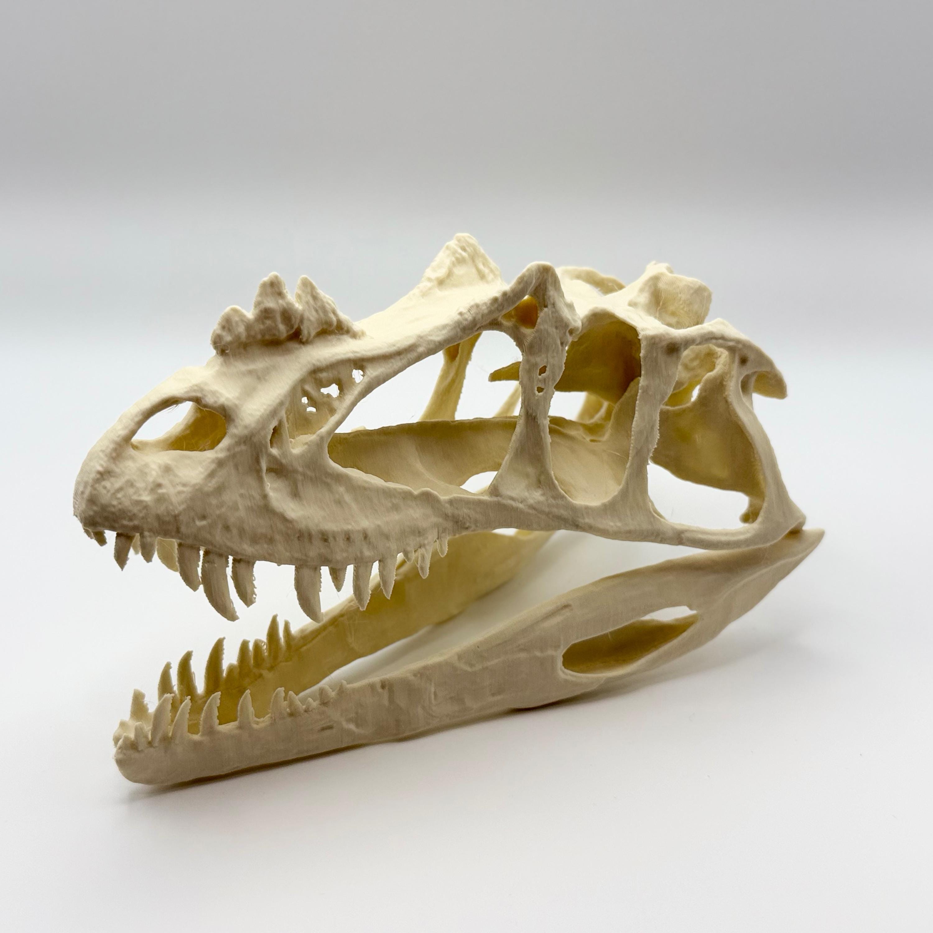 Ceratosaurus Skull Replica