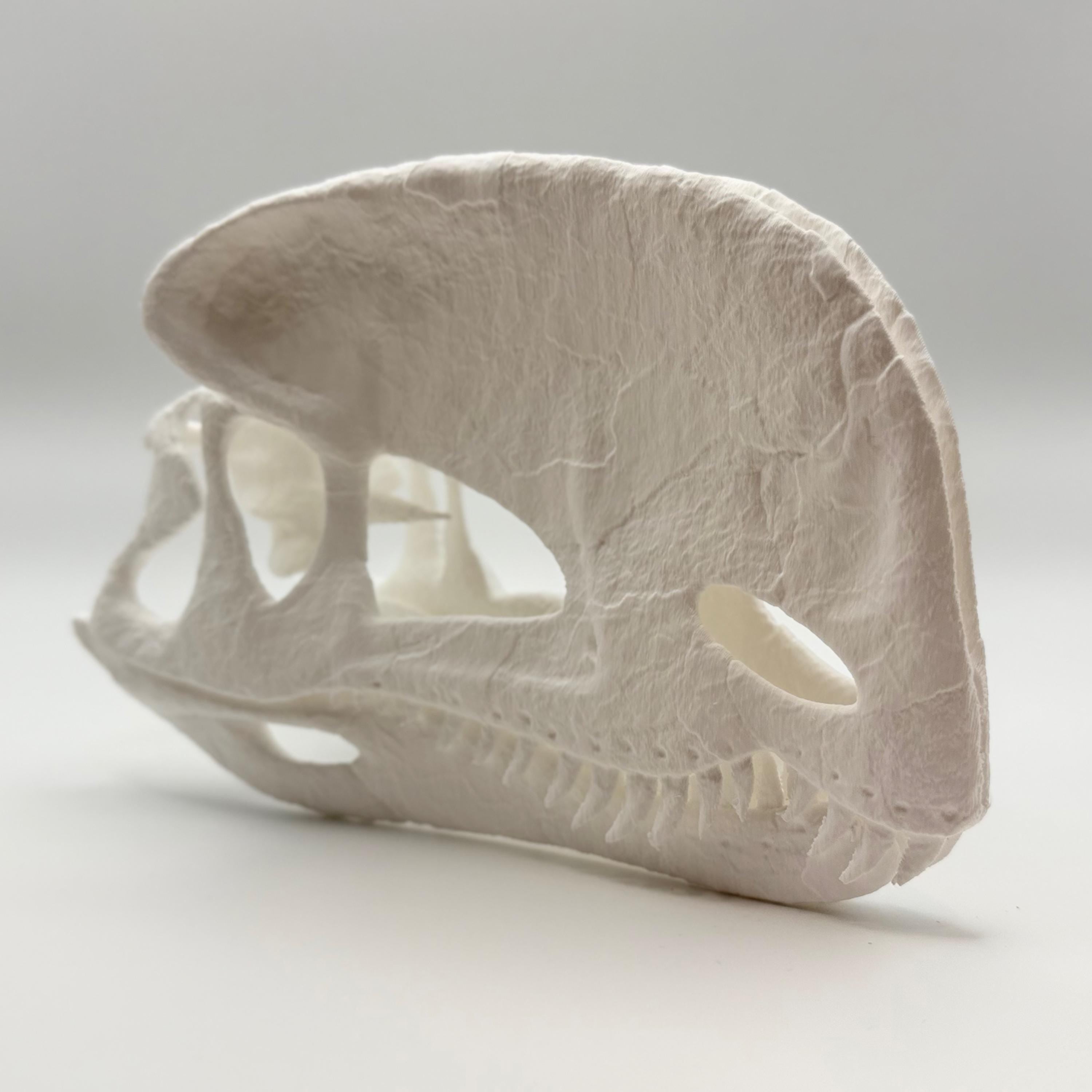 Dilophosaurus Skull Replica
