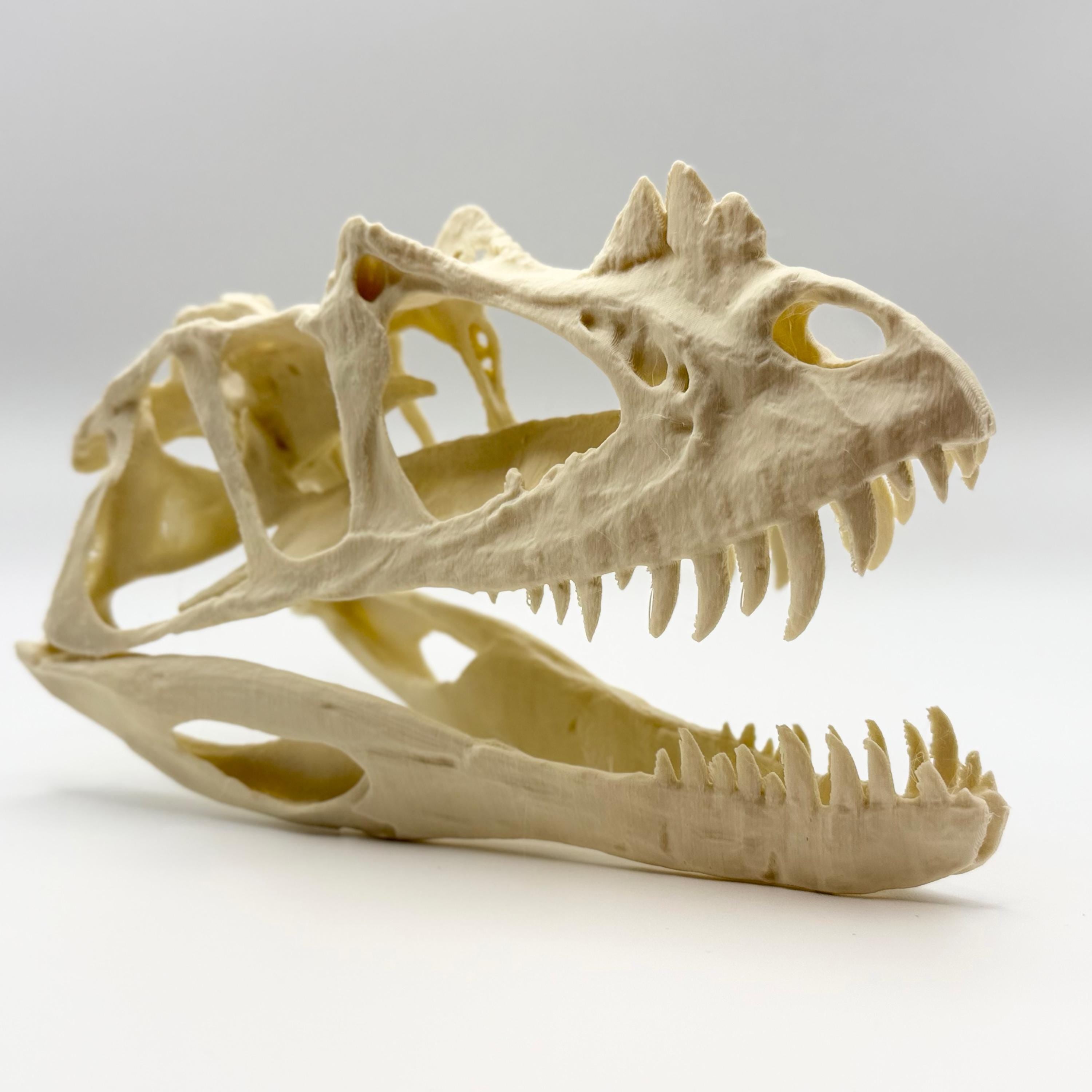 Ceratosaurus Skull Replica