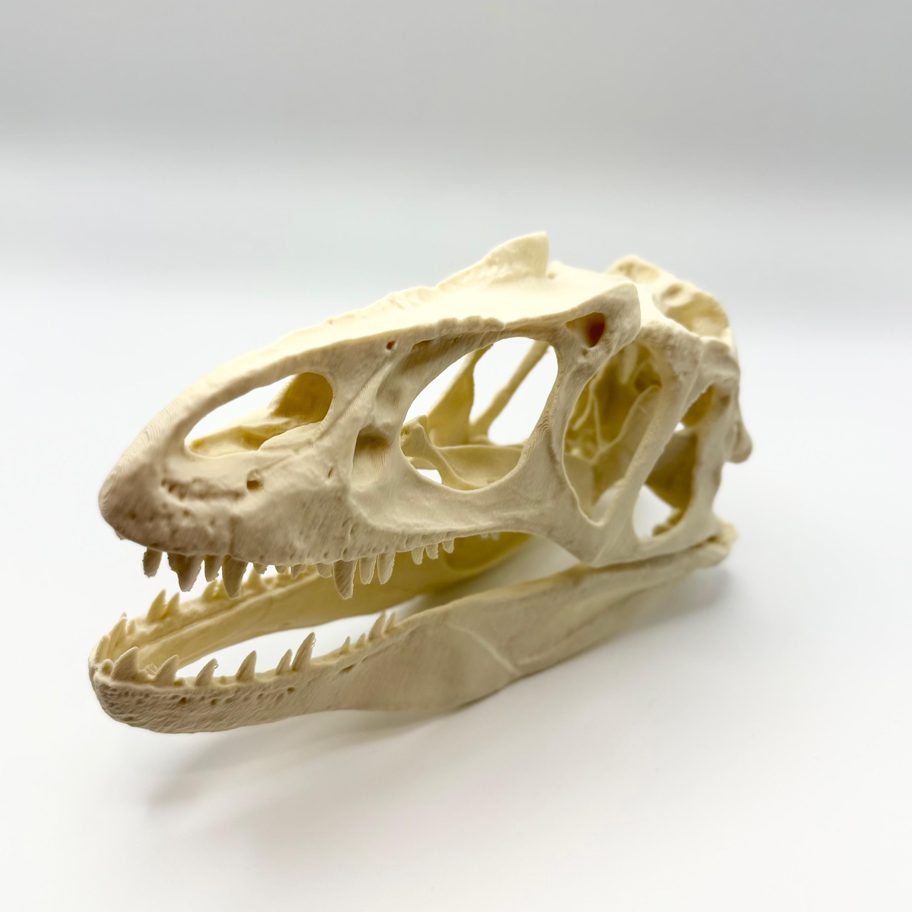 Allosaurus Skull Replica