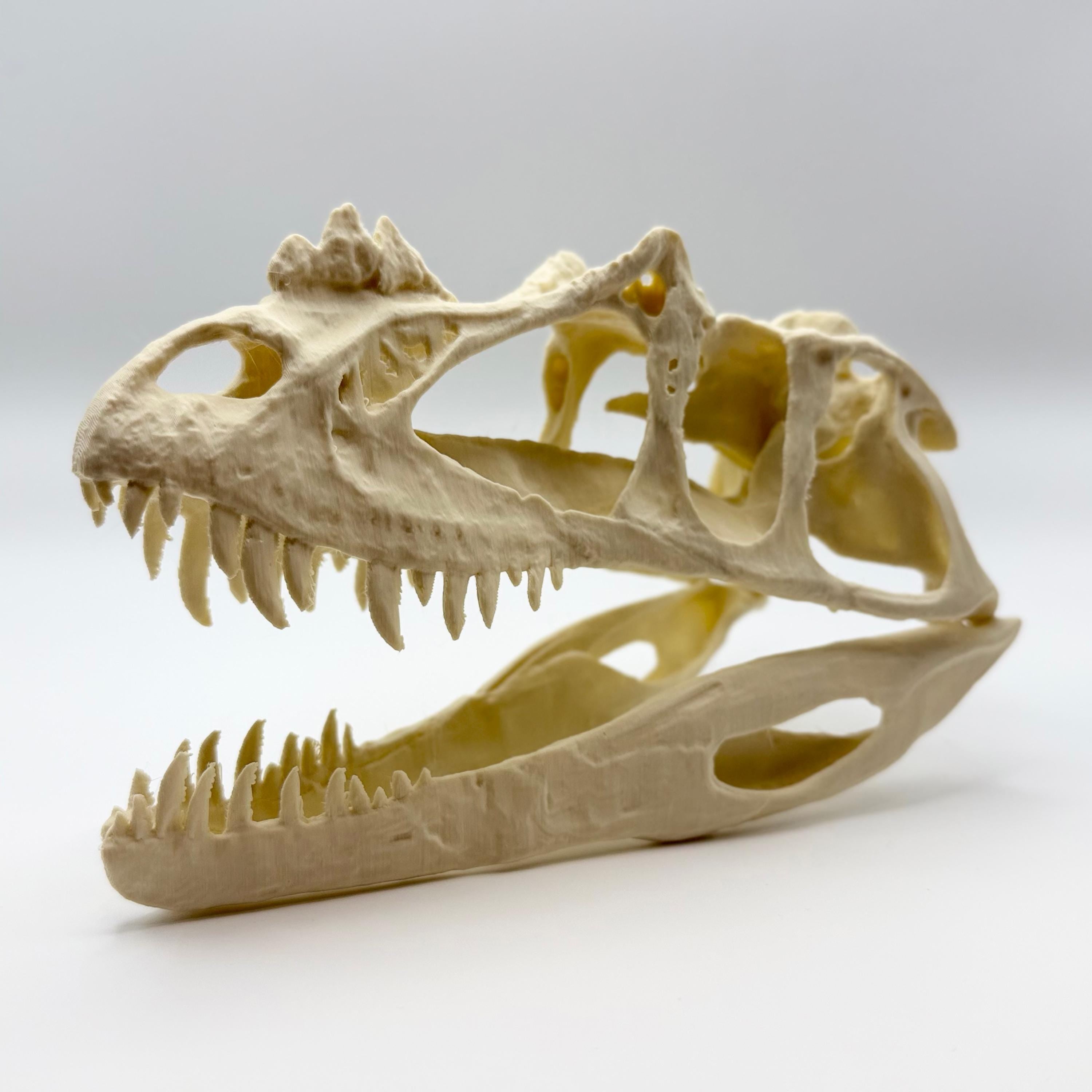 Ceratosaurus Skull Replica