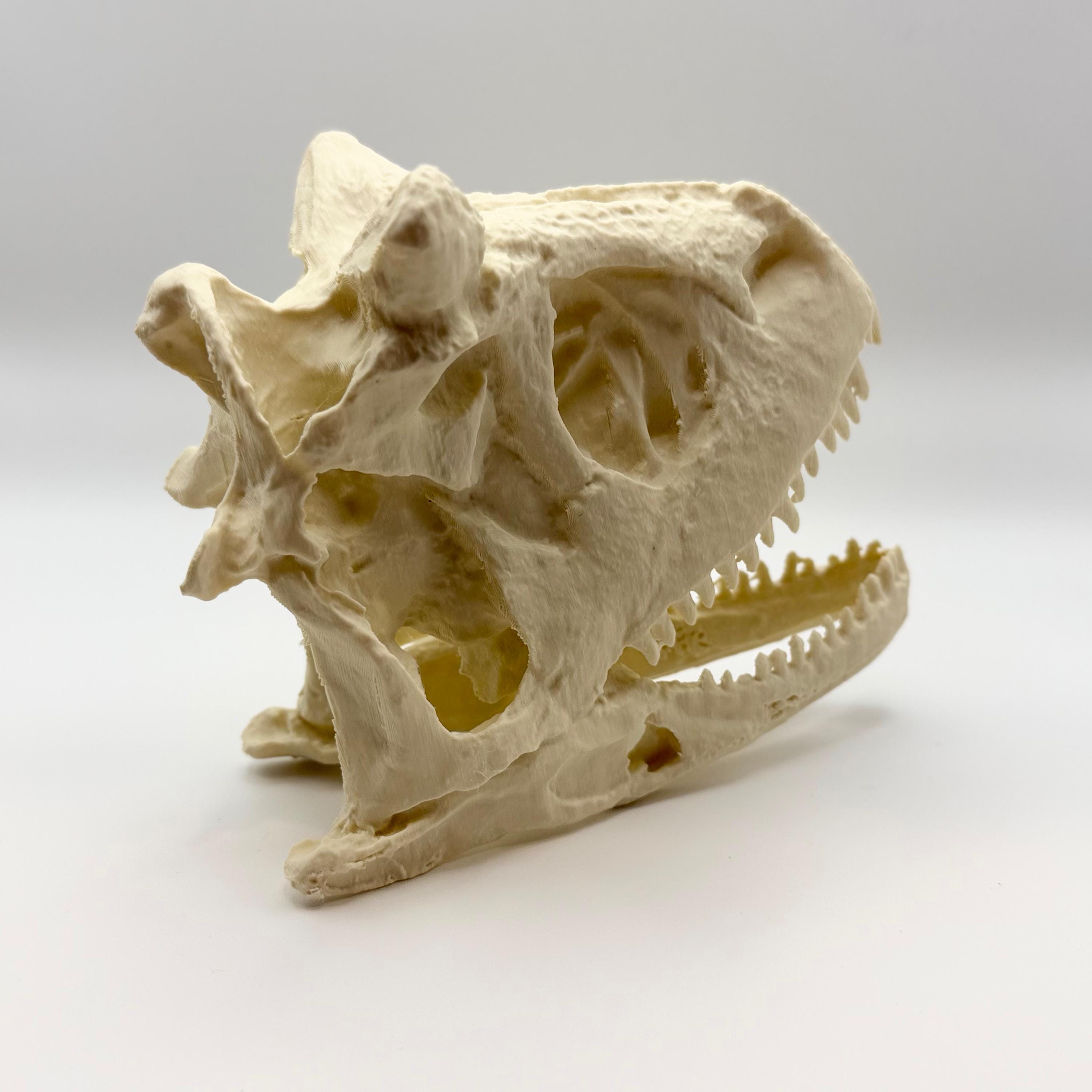 Carnotaurus Skull Replica