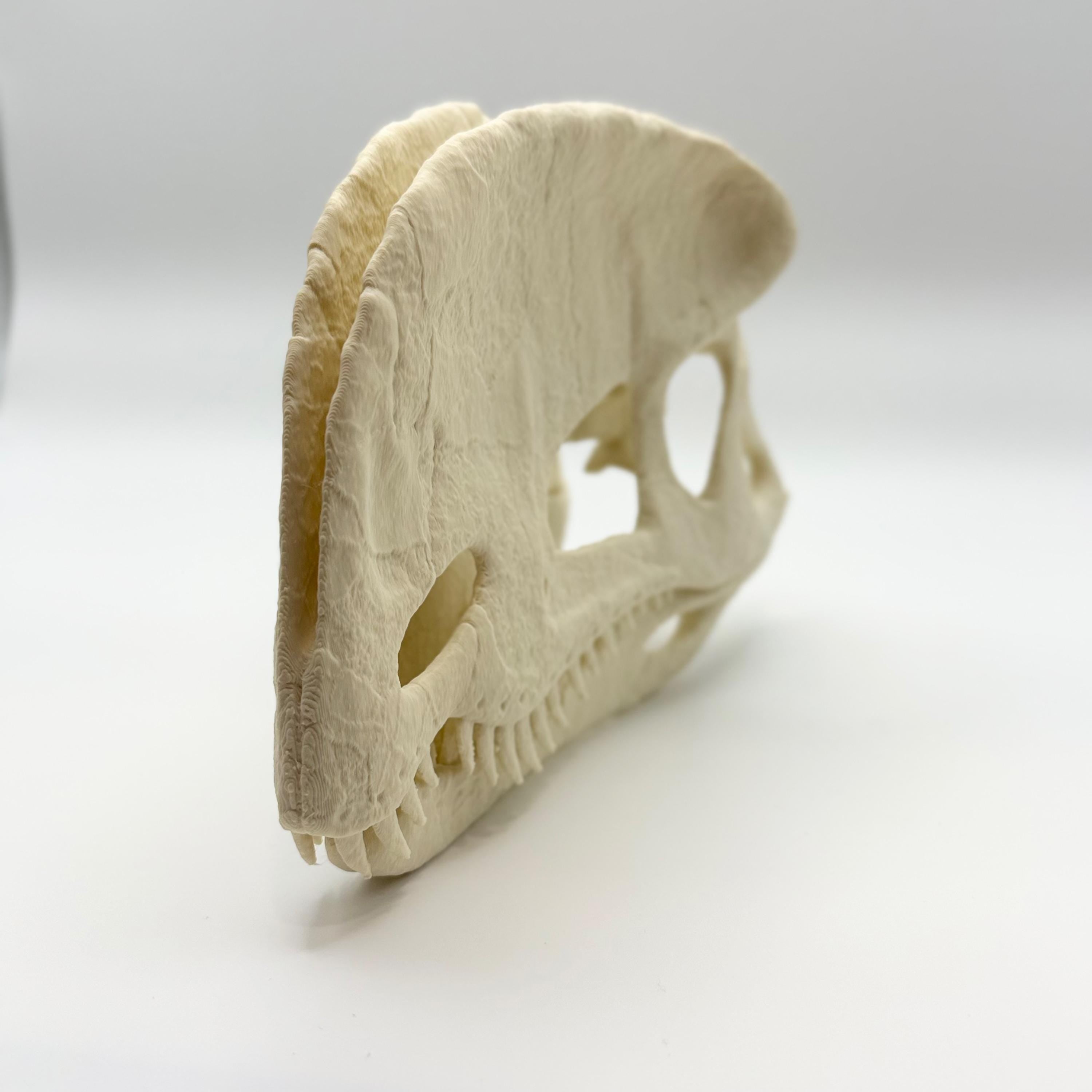 Dilophosaurus Skull Replica