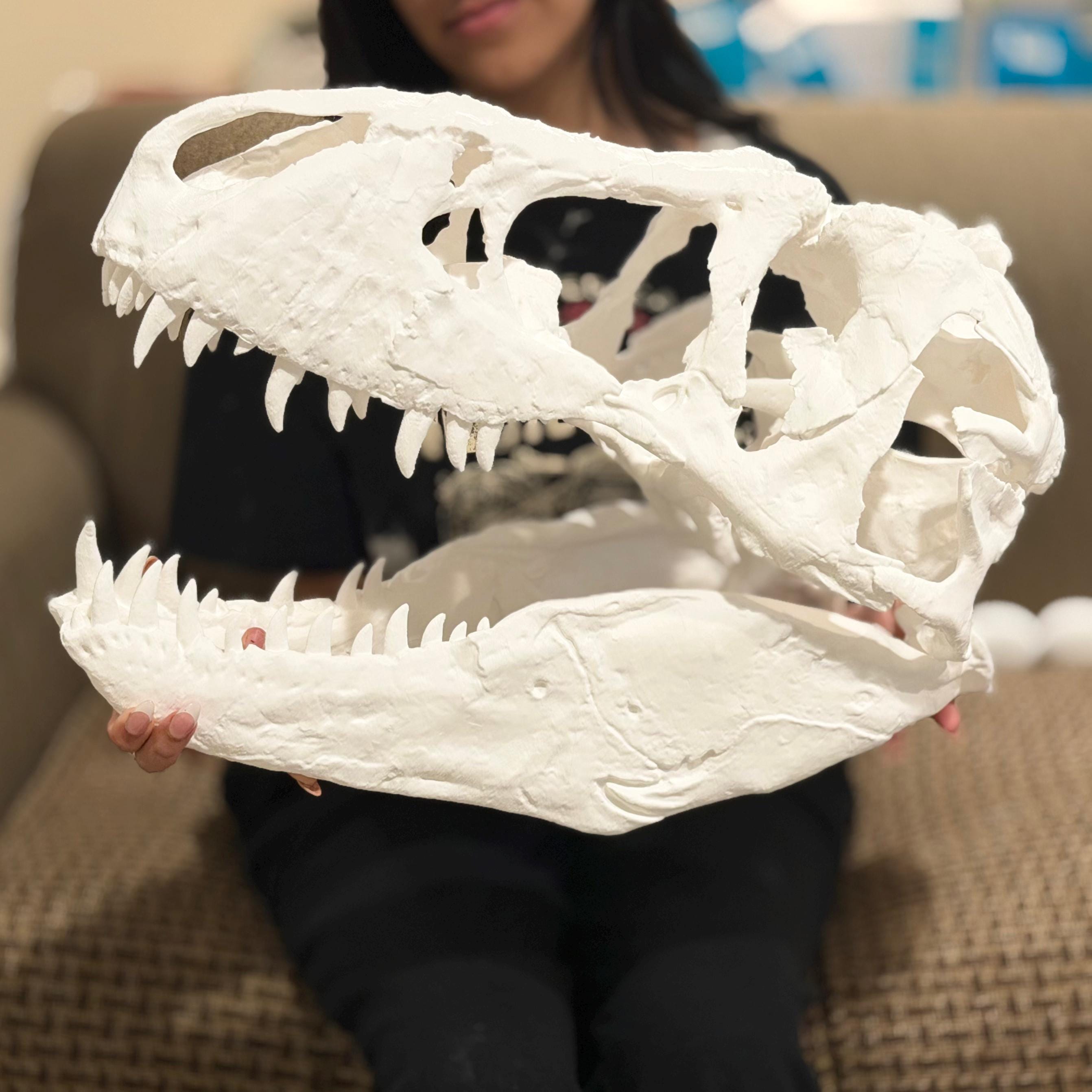 Big 1:3 T-Rex Skull Replica