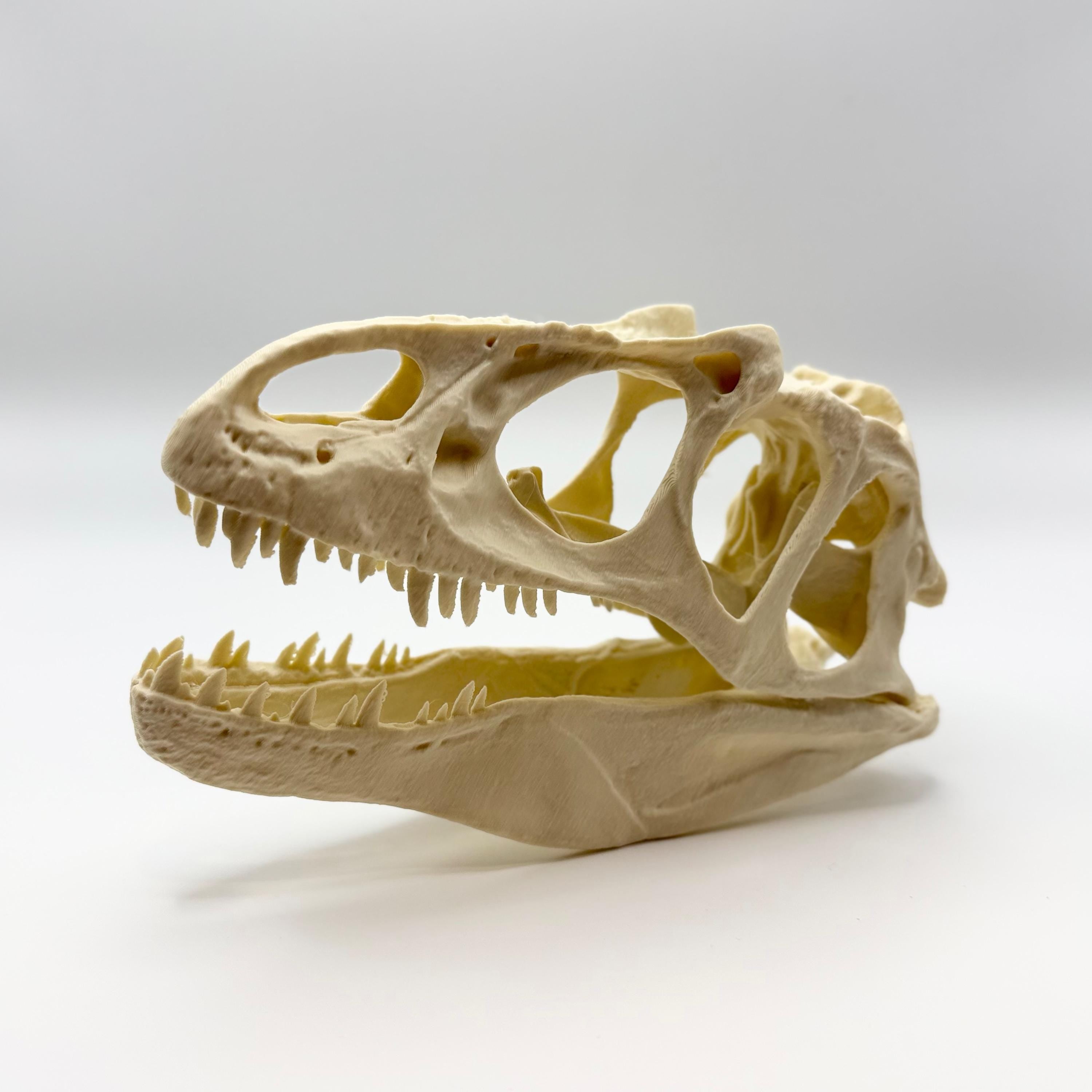 Allosaurus Skull Replica