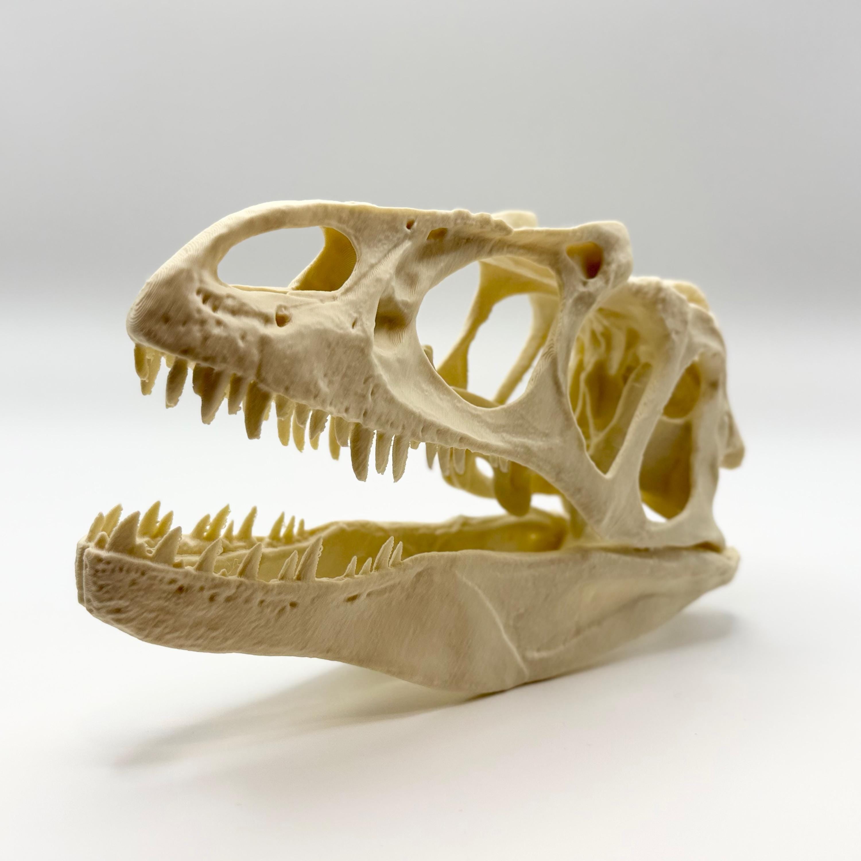 Allosaurus Skull Replica