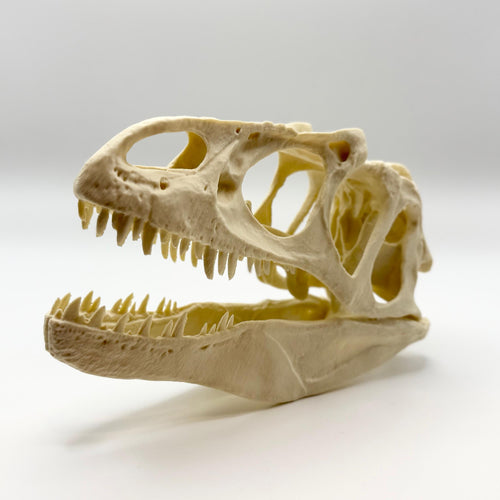 Allosaurus Skull Replica