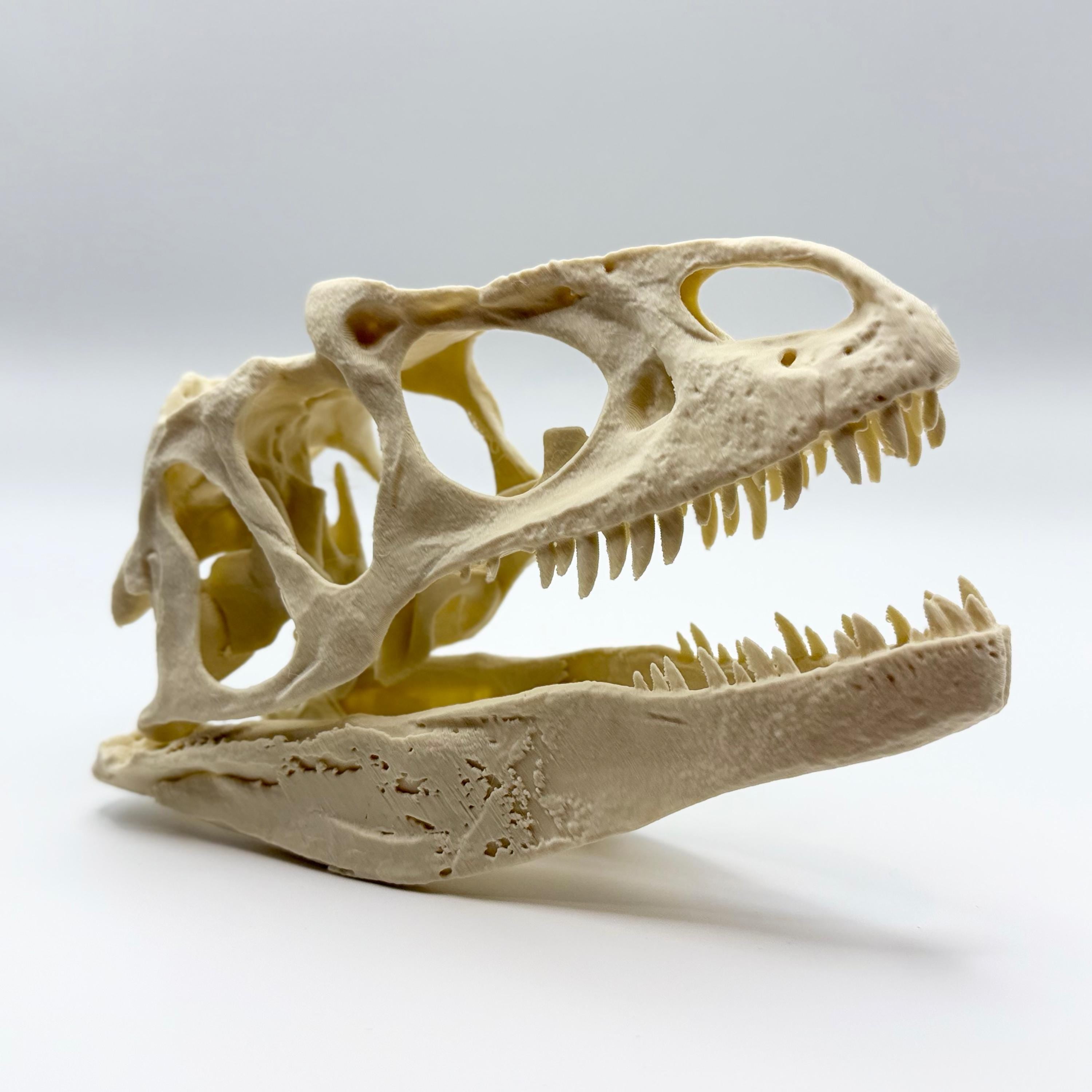 Allosaurus Skull Replica
