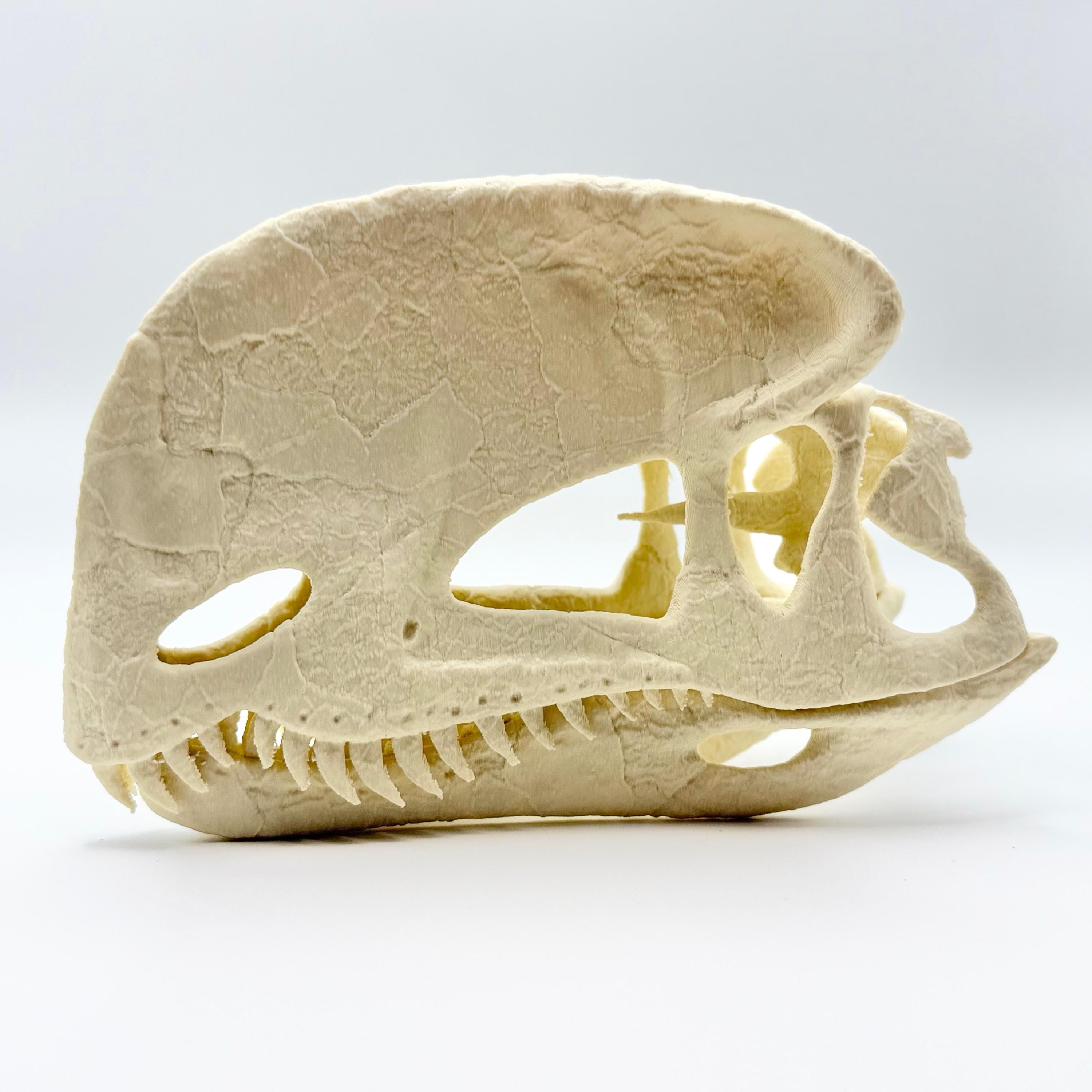 Dilophosaurus Skull Replica